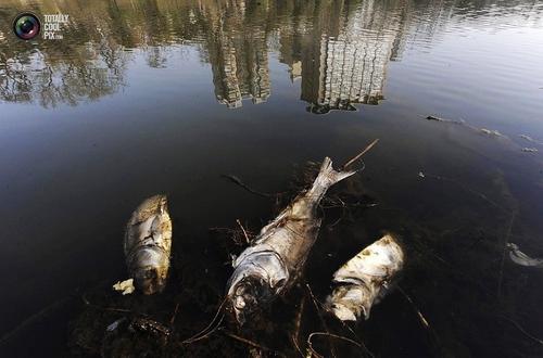 辽宁海洋水产及陆地渔业资源环境损害评估