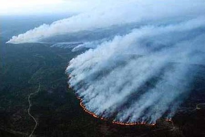火烧林木果树景观资产损失核查司法评估