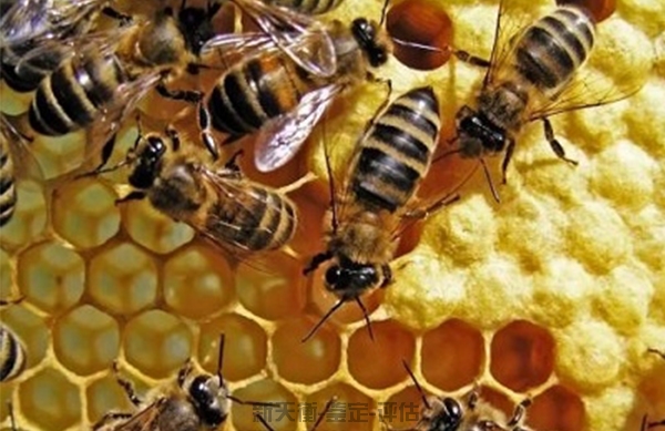 辽宁蜜蜂与林蛙技术鉴定与损失价格评估
