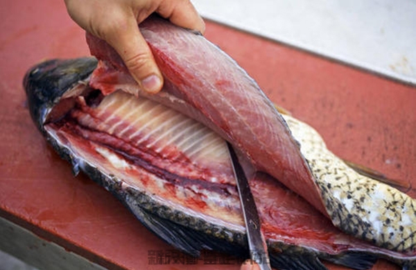 安徽各类水产鱼类无脊椎损失价格评估
