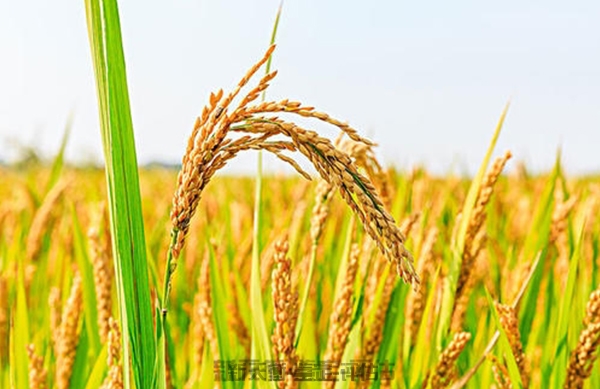 安徽农业产品环境损害鉴定价格评估
