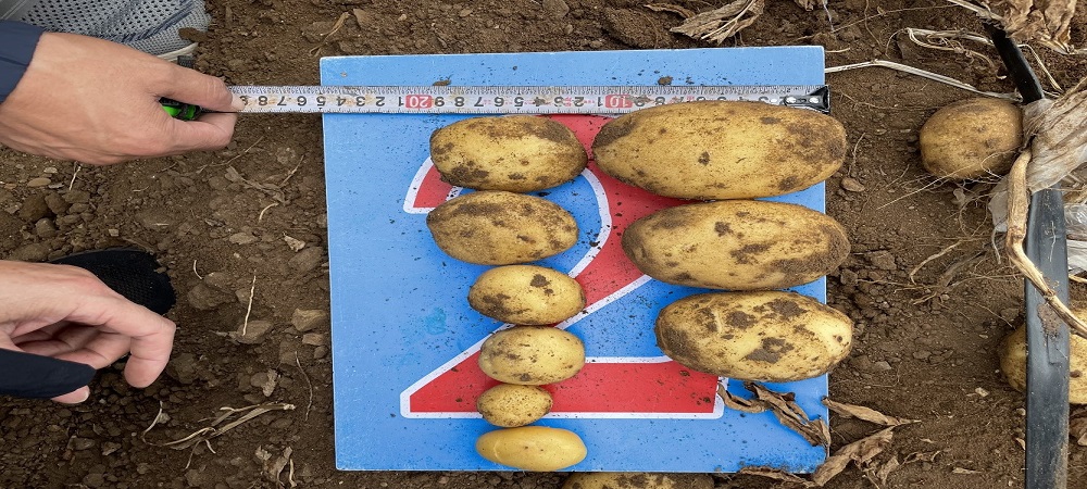 马铃薯种薯品质鉴定及损失测量