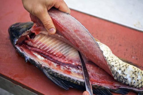 辽宁各类水产鱼类无脊椎损失价格评估