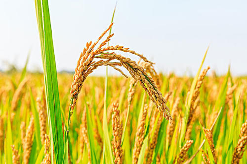 黑龙江农业产品环境损害鉴定价格评估