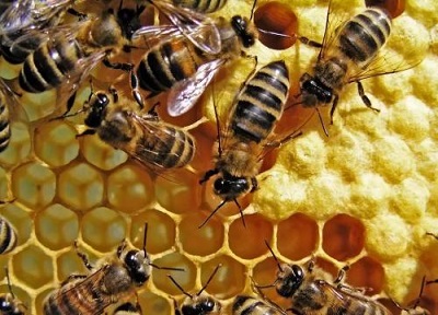 蜜蜂与林蛙核查与损失价格评估