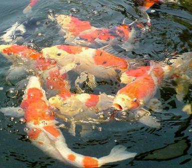 黑龙江观赏鱼类浮游生物核查价格评估